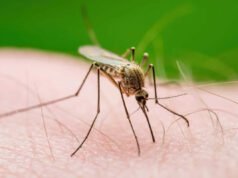 Cómo la deforestación está cambiando el contacto entre mosquitos y humanos