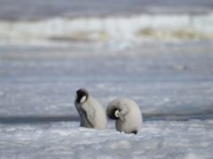 Los pingüinos emperador están clasificados como especies amenazadas: UICN