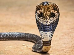 Un turista muere después de que una cobra se metiera en sus pantalones y lo mordiera durante un espectáculo de serpientes en un hotel