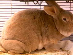 ‘Thumper’, un conejo rescatado de una propiedad ‘deplorable’ del condado de Oswego, se recupera en un refugio de animales