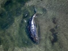 Nuevo intento de rescatar a una ballena jorobada varada en las costas alemanas