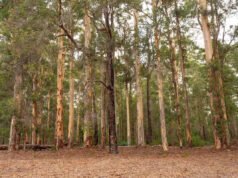 Un excursionista de 87 años rescatado después de pasar la noche en condiciones casi heladas: “Qué superviviente”