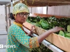 De científico a productor de seda: el resurgimiento de la industria de la seda en la India