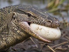 Un lagarto monitor del Nilo de 7 pies roba huevos de cocodrilo y luego sigue a un recién nacido