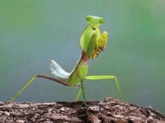 Tienes que ver para creer este juego de mantis religiosa en iPhone