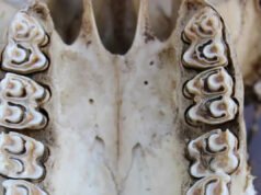 Dientes antiguos revelan pistas sobre el entorno en el que evolucionaron los primeros ancestros humanos hace millones de años