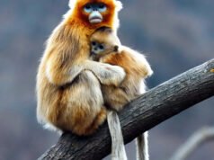 Un mono de nariz chata extremadamente raro nace por primera vez fuera de Asia