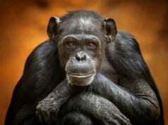Cómo una guerra civil de chimpancés desgarró a un grupo ugandés que alguna vez fue estable