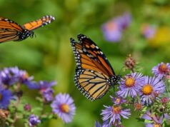 Cómo construir un jardín que ayude a las monarcas durante la migración de primavera