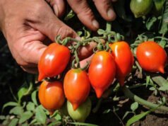 Descubre el tomate con una vida útil mucho más larga