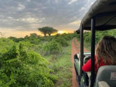 Evite las multitudes del Serengeti: visite el sur de Tanzania para un safari más salvaje