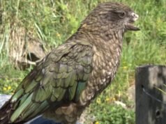 Un loro al que le faltaba la mitad del pico se convirtió en el macho alfa de su grupo