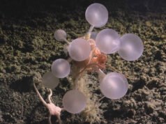 El ‘tiburón fantasma’ y la ‘bola de la muerte’ entre las más de 1.000 nuevas especies oceánicas descubiertas por los científicos