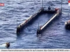 La ballena Timmy intenta escapar – La ballena jorobada varada intenta escapar de una barcaza en una misión de rescate multimillonaria ‘condenada’