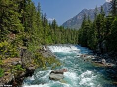 Excursionista encontrado muerto tras posible ataque de oso tras desaparecer en el parque nacional de Montana