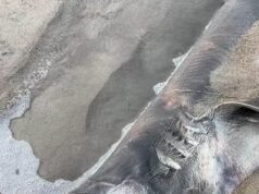 Una aterradora criatura muerta con ‘dientes de aguja’ y ojos hundidos aparece en la playa… ¿sabes qué es?