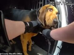 Increíble momento: perro policía héroe rastrea a un hombre desaparecido de 96 años en un denso bosque
