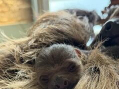 ¡Abogado muchacho! Nace la primera cría de perezoso de Escocia en el Zoológico de Edimburgo, que lleva el nombre de Sir David