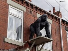 ¡Guerra de gorilas! La propietaria se enfrenta a una multa de £20.000 si se niega a retirar la estatua de un mono de 4 pies de altura que se encuentra encima de la puerta de su casa.
