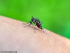 Australia en alerta máxima tras la detección de mosquitos tigre asiáticos en Queensland por primera vez en la historia