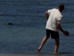 Un turista vil filmado arrojando piedras a una foca hawaiana y luego alardeando de “soy rico” ofrece una sorprendente excusa para su comportamiento