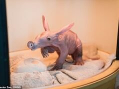 Un zoológico británico da la bienvenida a una cría de ternero llamada Womble. ¿Sabes qué es este raro recién nacido?