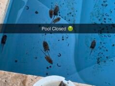 Los ratones causan estragos: las familias se despiertan con roedores escondidos en las camas y flotando en sus piscinas, mientras los agricultores cansados enfrentan una ‘tormenta perfecta’ de desafíos