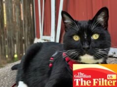 “La correa es su mejor amiga”: cómo (y por qué) paseo a mi gato afuera como un perro | gatos