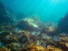 Una cámara sumergida a 850 pies en un remoto fiordo de Groenlandia captura esquivas criaturas de las profundidades marinas