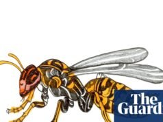 ¿Por qué las avispas no pueden nadar y qué tiburón es el más rápido? El cuestionario para niños | Familia