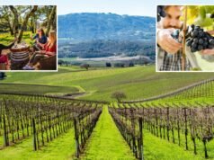 Nuevos números revelan que el rival del valle de Napa amenaza la región vinícola