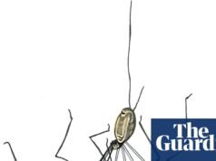 ¿Existe una momia de piernas largas y cómo obtienen las cobras sus colmillos? El cuestionario para niños | Familia