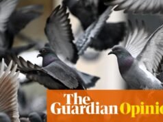 Los láseres, los halcones e incluso las armas de fuego no han resuelto el problema de las palomas en el Reino Unido. Hay una mejor manera | Lóbulo de Sídney