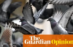 Los láseres, los halcones e incluso las armas de fuego no han resuelto el problema de las palomas en el Reino Unido. Hay una mejor manera | Lóbulo de Sídney