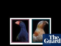 Retratos de Fiona Pardington de las aves perdidas de Aotearoa Nueva Zelanda – en imágenes | Fotografía