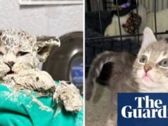 Pegado a ti: Gatito rescatado de los vínculos del cubo de pegamento con sus padres adoptivos | gatos