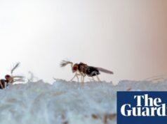 ¿Qué organismos son más beneficiosos para los humanos sin que nos demos cuenta? | insectos