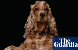 El problema de Gran Bretaña con la obsesión por los perros | Perros