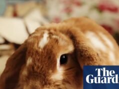 La mascota que nunca olvidaré: Tilly, el conejo que nos enseñó a formar una familia | Mascotas