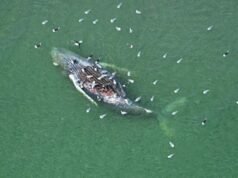 Un veterinario alemán y un funcionario de la Agencia Danesa de la Naturaleza inspeccionarán una ballena muerta