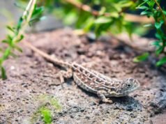 Perdido durante 50 años, este pequeño dragón ahora necesita 500 para estar a salvo
