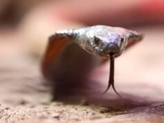 Una cobra venenosa mantiene en vilo a un pequeño pueblo del sur de Francia