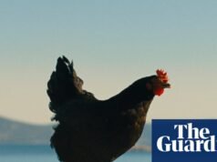 “De una manera u otra, te conviertes en el pollo”: Dentro de la película sobre tráfico de personas contada a través de los ojos de un pollo | Película