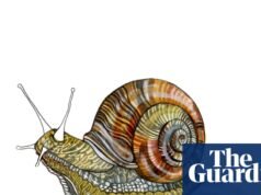 ¿Cómo hacen los caracoles sus caparazones y qué animal es el más feroz? El cuestionario para niños | Familia