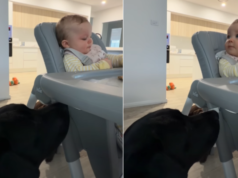 Un perro recibe un refrigerio de un bebé porque es cómplice del crimen