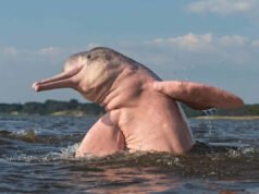Animales sudamericanos que casi parecen falsos