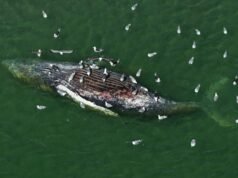 ‘Timmy’, la ballena que cautivó a Alemania, confirmada muerta en Dinamarca