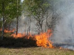 Los bomberos alemanes se ven obligados a dejar que arda un incendio forestal en una reserva natural