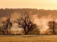 Un informe revela que los bosques alemanes siguen sufriendo el calor y la sequía