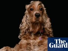 El problema de Gran Bretaña con la obsesión por los perros | Perros